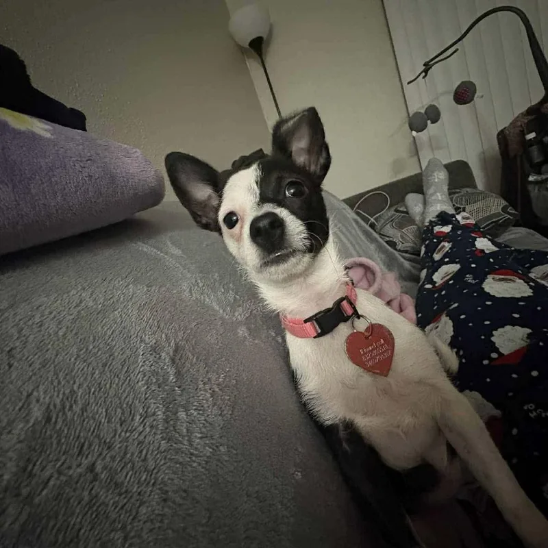 Pepper Arriving  D thumbnail 5