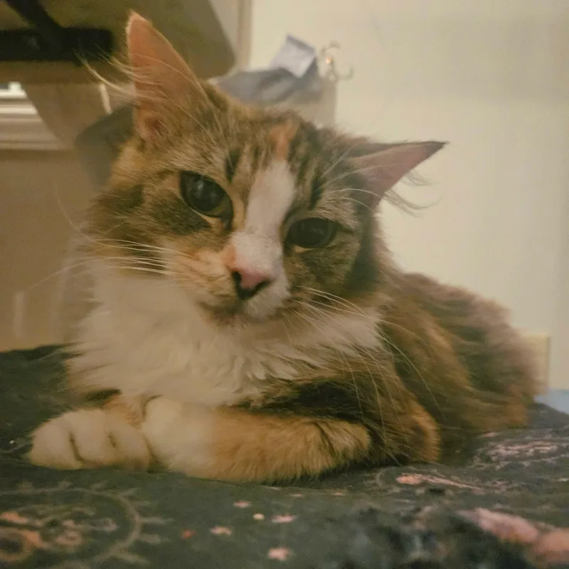 An adult medium-sized female Calico Domestic Long Hair cat named Momma Bear for adoption in Myrtle Beach, SC
