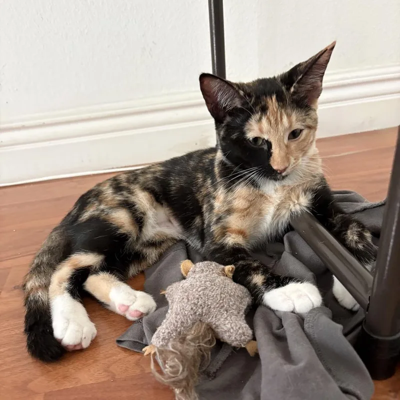 A baby small-sized female Tortoiseshell Domestic Short Hair cat named Phantom Chino Hills for adoption in Chino Hills, CA