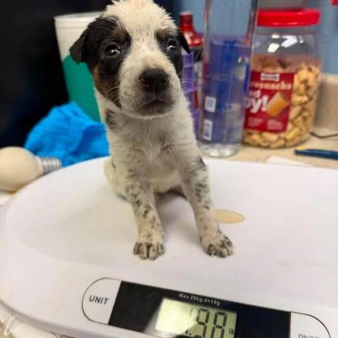 A baby small-sized female White / Cream Australian Cattle Dog / Blue Heeler dog named Daisy May for adoption in Leander, TX