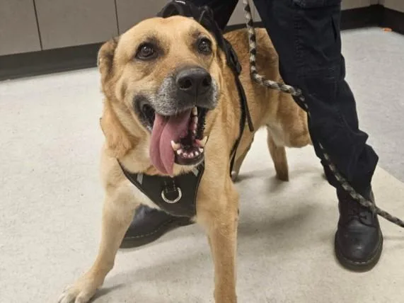 A senior medium-sized female Mixed Breed dog named Tangerine for adoption in Van Nuys, CA