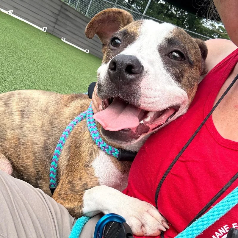 A young medium-sized female Brindle Mixed Breed dog named Lyra for adoption in Chattanooga, TN