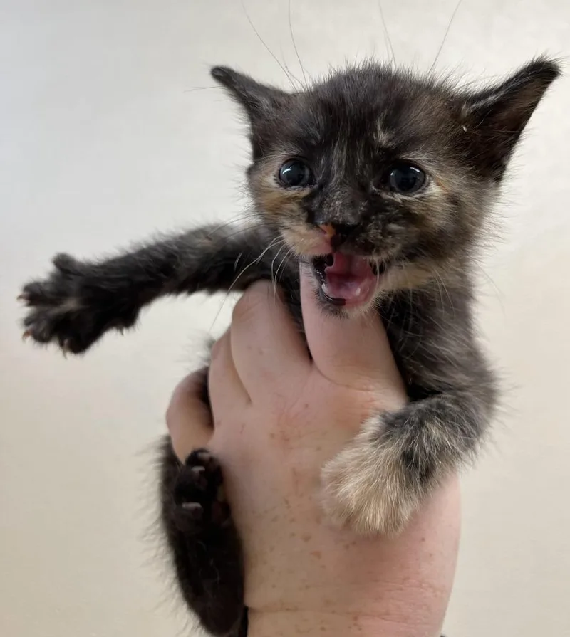 A baby small-sized female Domestic Short Hair cat named Lourdes for adoption in Richland Hills, TX