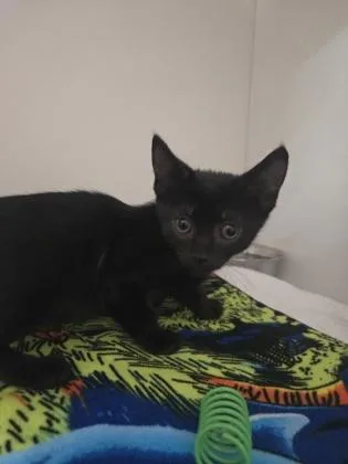 A baby small-sized female Domestic Short Hair cat named Fruity Pebbles for adoption in Savannah, GA