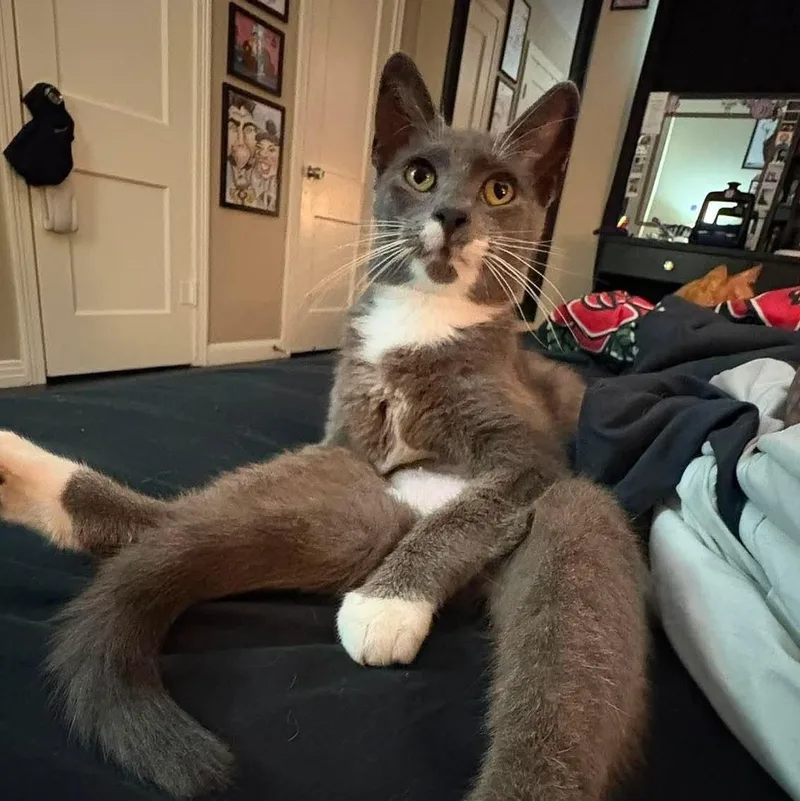 A baby small-sized female Gray / Blue / Silver Domestic Short Hair cat named Popcorn for adoption in Baytown, TX