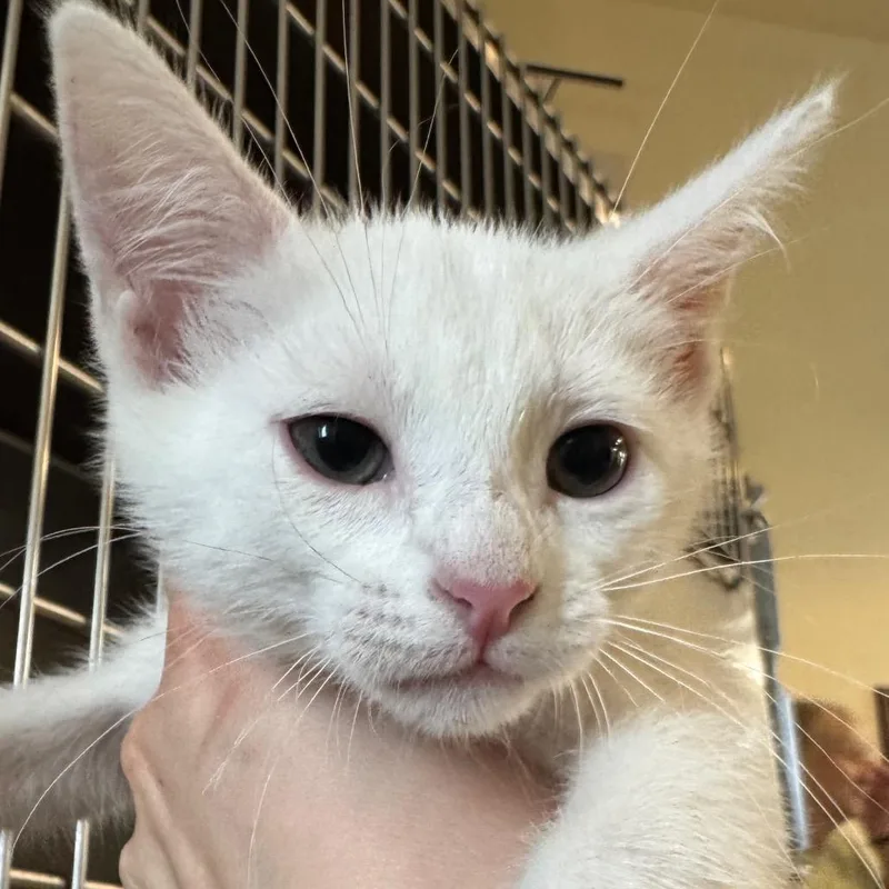 A baby small-sized female White Domestic Short Hair cat named Tia for adoption in Pekin, IL
