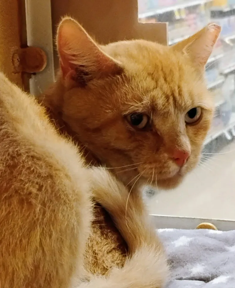 An adult medium-sized male Tabby (Orange / Red) Domestic Short Hair cat named Oswald for adoption in Williamsburg, VA