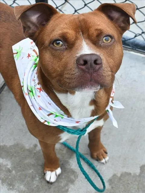 A young medium-sized male Pit Bull Terrier dog named Buster for adoption in Tulsa, OK