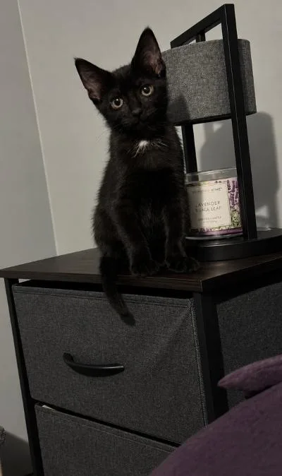 A baby medium-sized female Black Domestic Short Hair cat named Ophelia for adoption in Mokena, IL