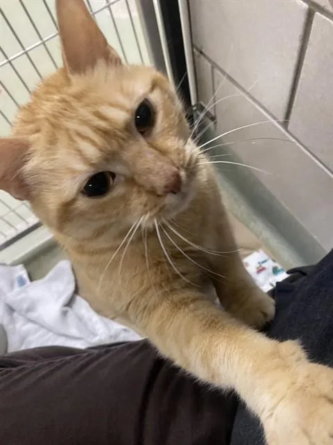 An adult medium-sized female Domestic Short Hair cat named Beyonce for adoption in Boston, MA