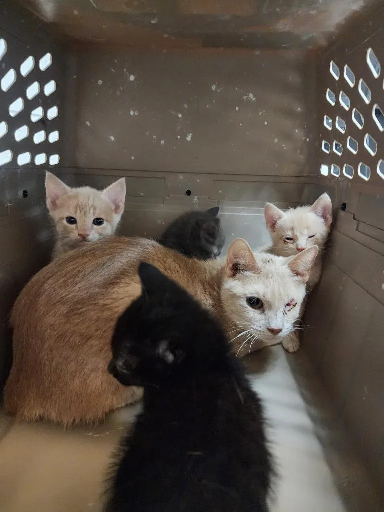 A baby medium-sized male Domestic Short Hair cat named Bandit for adoption in Rome, GA