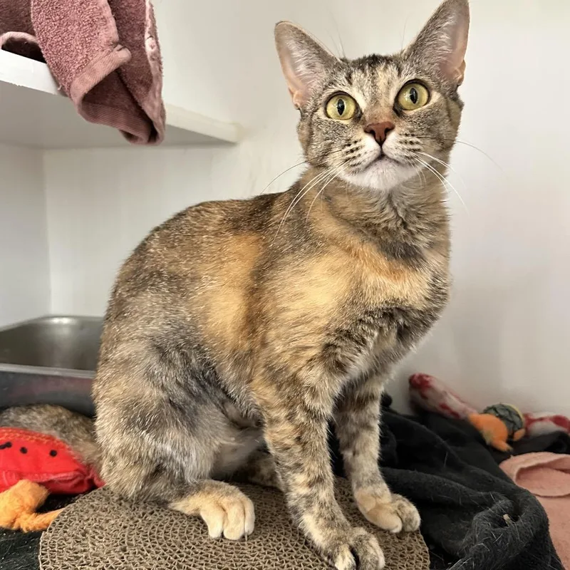 An adult medium-sized female Torbie Domestic Short Hair cat named Voss for adoption in Phoenix, AZ
