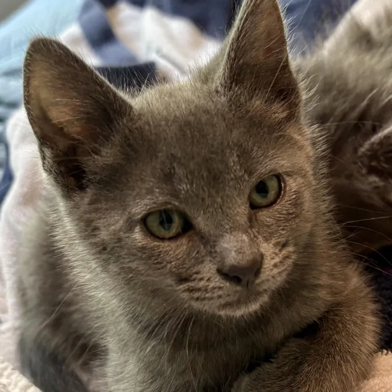 A baby small-sized male Gray / Blue / Silver Domestic Short Hair cat named Smudge for adoption in Point Richmond, CA