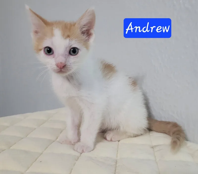 A baby medium-sized male Orange & White Domestic Short Hair cat named Andrew for adoption in LaPlace, LA