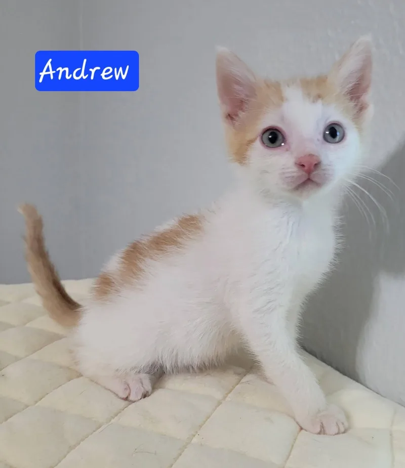Andrew thumbnail 2