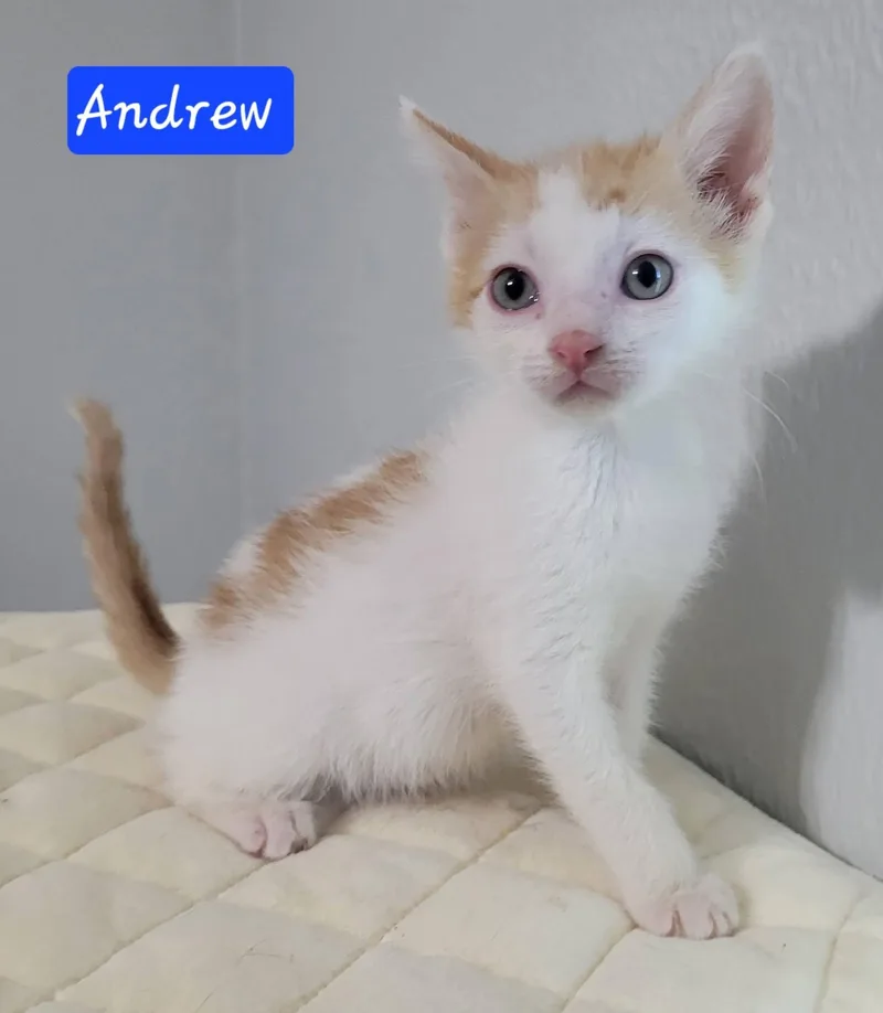 Andrew thumbnail 3