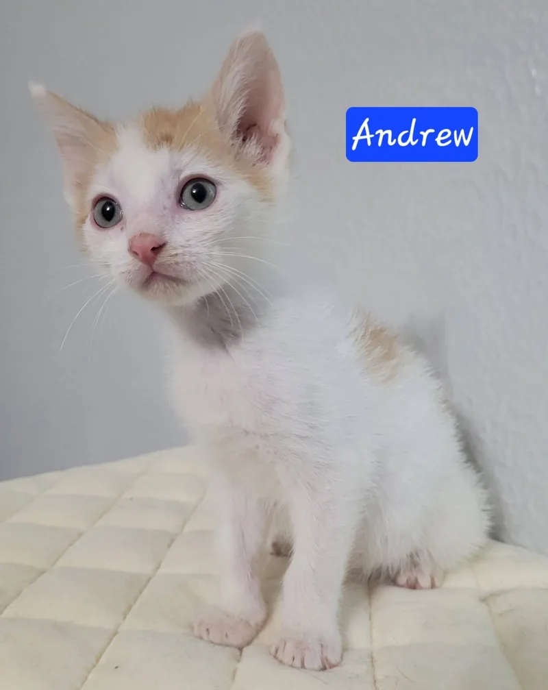 Andrew thumbnail 4