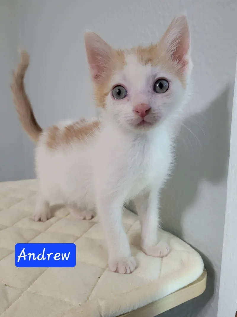 Andrew thumbnail 5