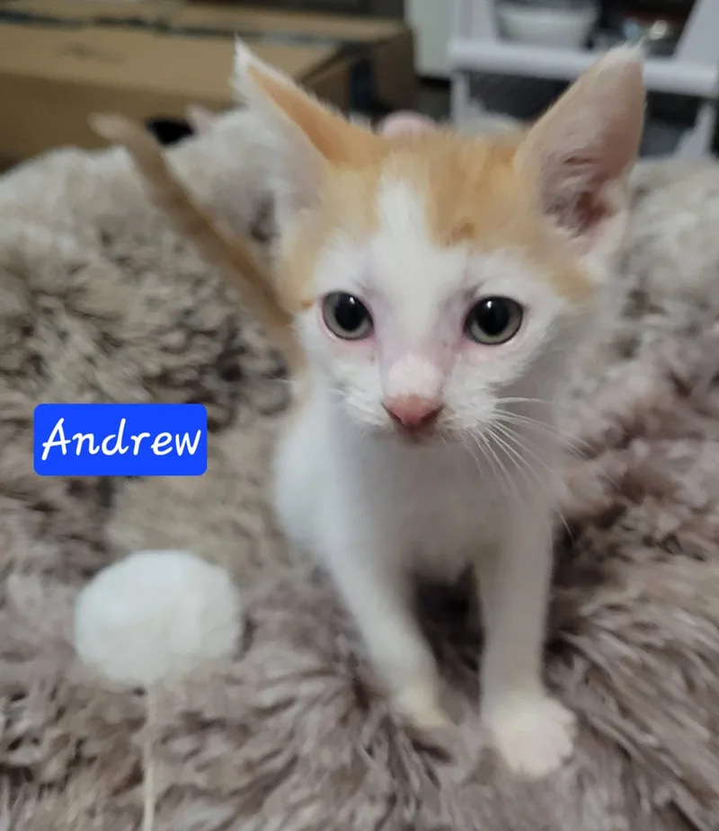 Andrew thumbnail 6