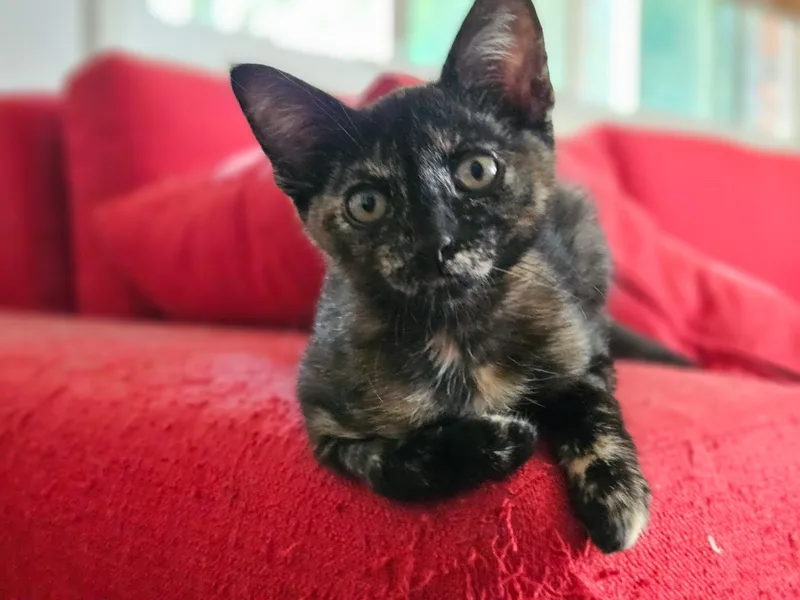 A young medium-sized female Tortoiseshell Domestic Short Hair cat named Rollo for adoption in Inglewood, CA