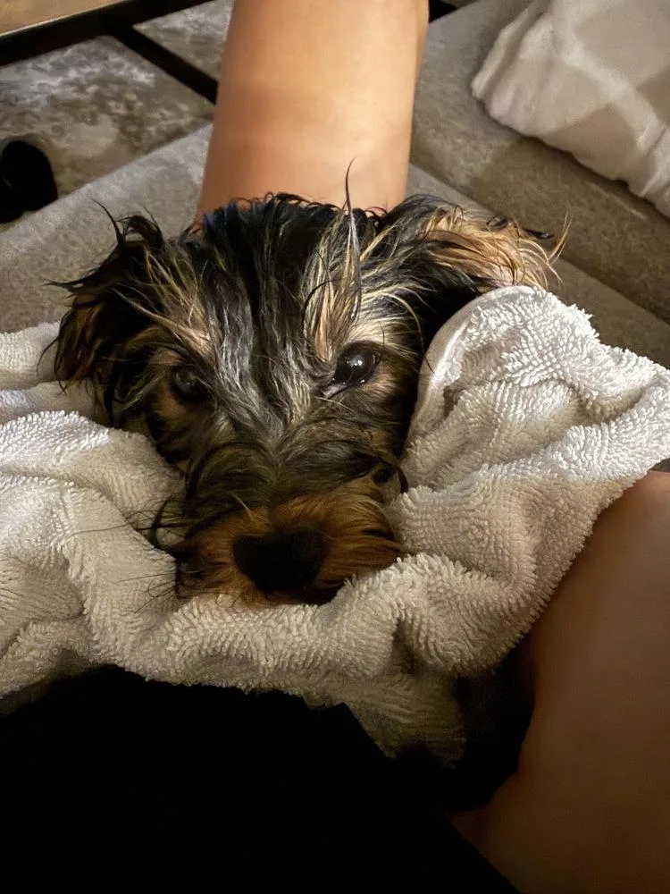A baby small-sized male Brown / Chocolate Yorkshire Terrier dog named Yorkiemars for adoption in Omaha, NE
