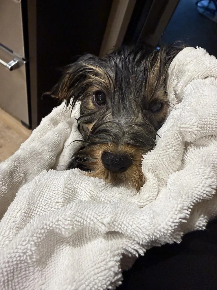 Yorkiemars thumbnail 2