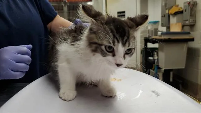 A baby medium-sized female Domestic Medium Hair cat named India for adoption in Aurora, IL
