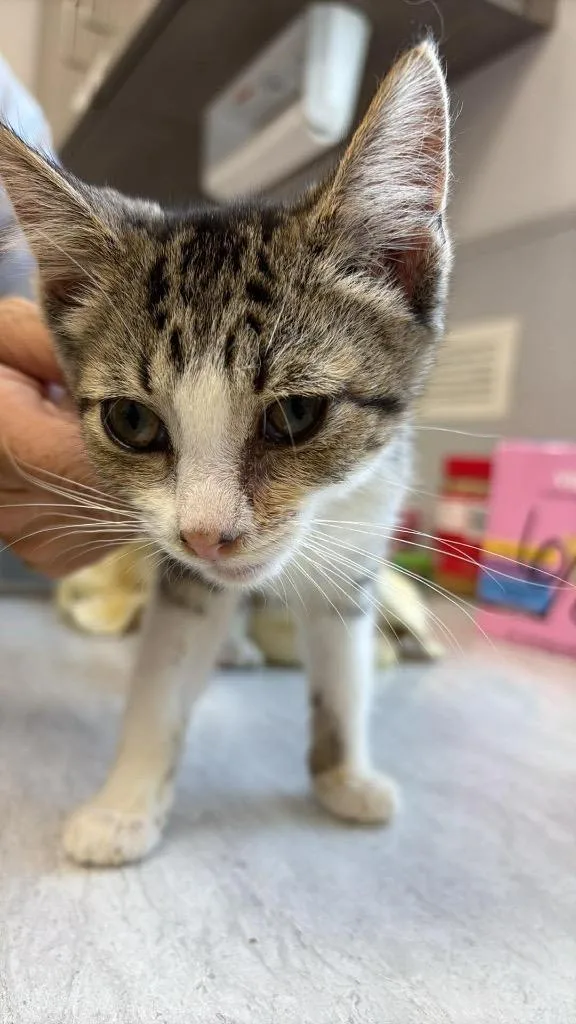 A baby small-sized female Domestic Short Hair cat named Velour for adoption in Van Wert, OH