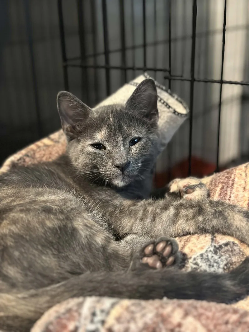 A baby medium-sized female Gray / Blue / Silver Domestic Short Hair cat named Dusk for adoption in Cincinnati, OH