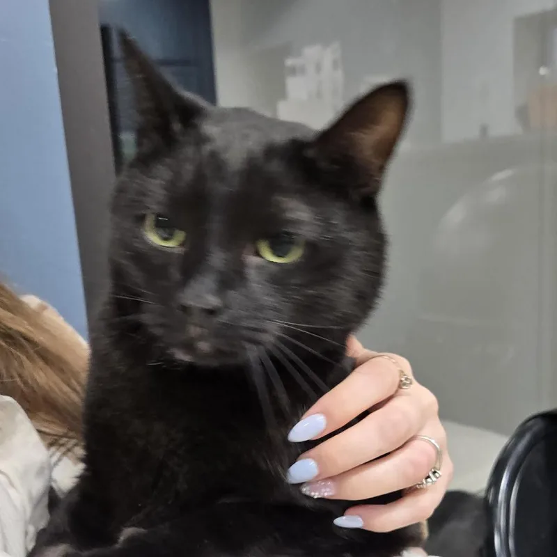 An adult large-sized male Black Domestic Short Hair cat named Romeo for adoption in Newark, NJ