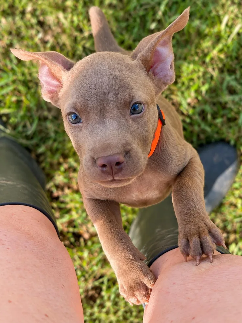 A baby medium-sized female Brown / Chocolate Boxer dog named Justice West for adoption in Andover, MA