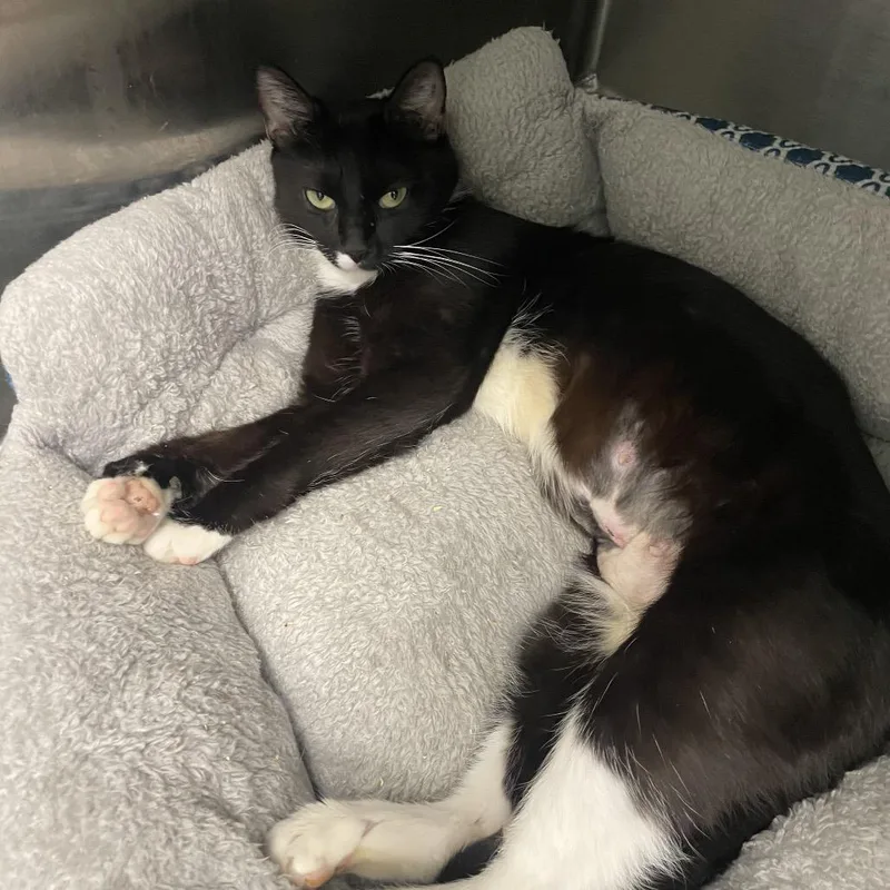 An adult medium-sized female Black Domestic Short Hair cat named Katydid for adoption in Georgetown, KY