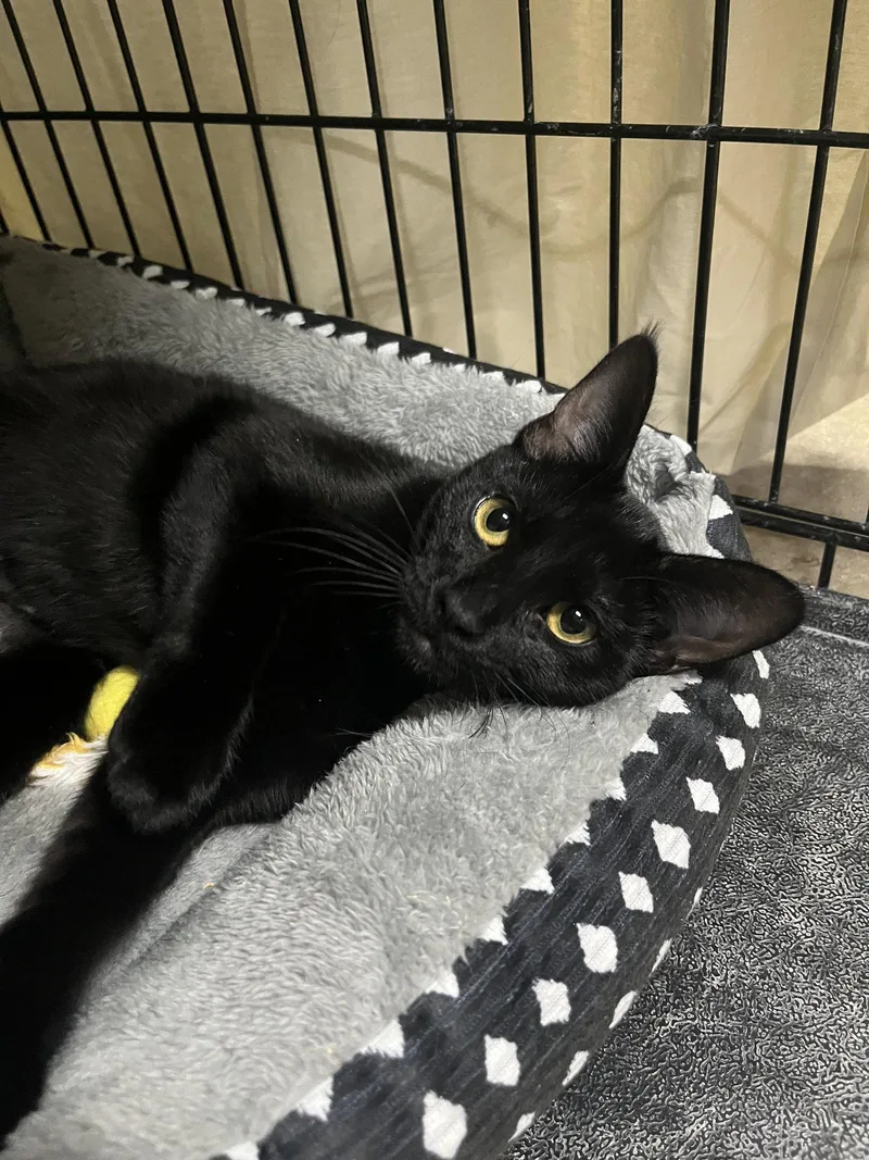 A young medium-sized female Black Domestic Short Hair cat named Birdie for adoption in Aurora, CO