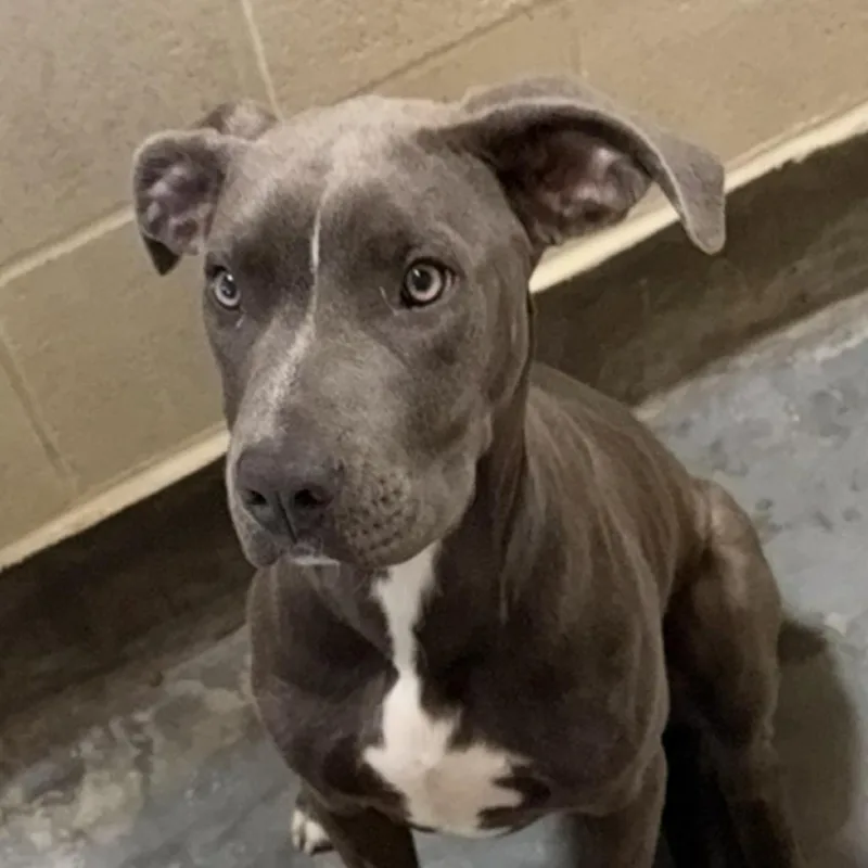 A young medium-sized female Gray / Blue / Silver Pit Bull Terrier dog named Sage for adoption in Upland, CA