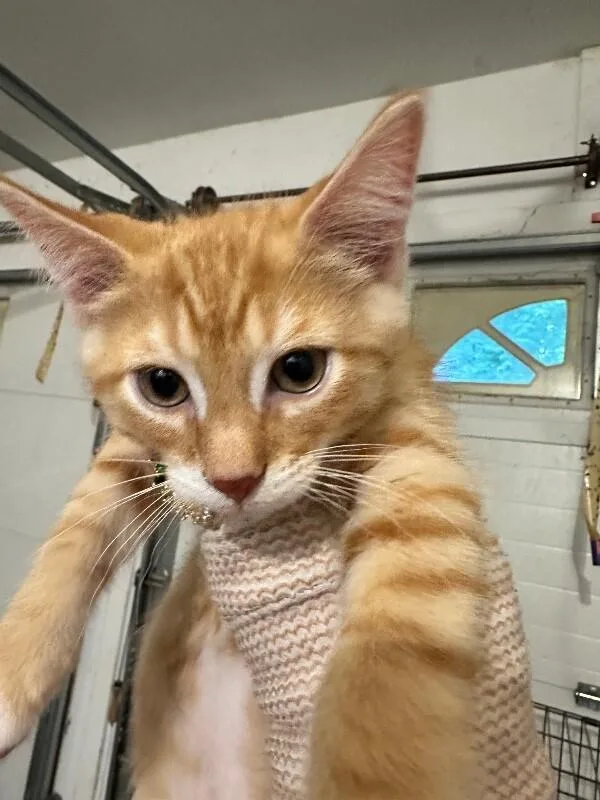 A young medium-sized male Tabby (Orange / Red) Domestic Short Hair cat named Wilder for adoption in Adrian, MI