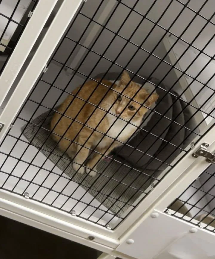 An adult medium-sized female Tabby (Orange / Red) Domestic Short Hair cat named Meow for adoption in Port Lavaca, TX