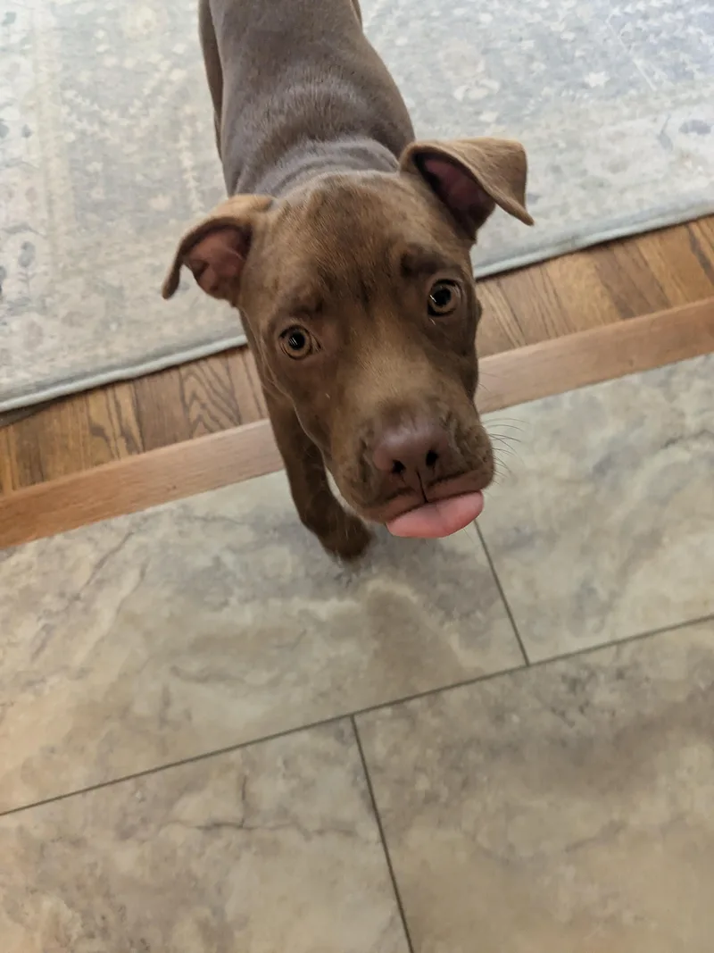 A baby medium-sized female Brown / Chocolate Pit Bull Terrier dog named Haven for adoption in Brunswick, ME