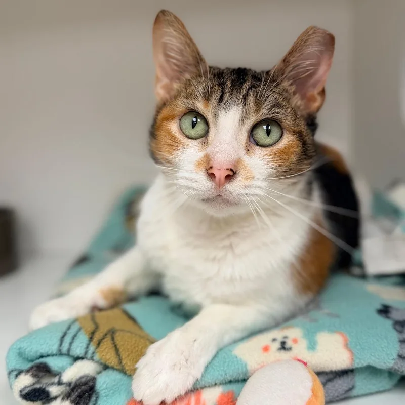 An adult medium-sized female Calico Domestic Short Hair cat named Callie for adoption in Champaign, IL