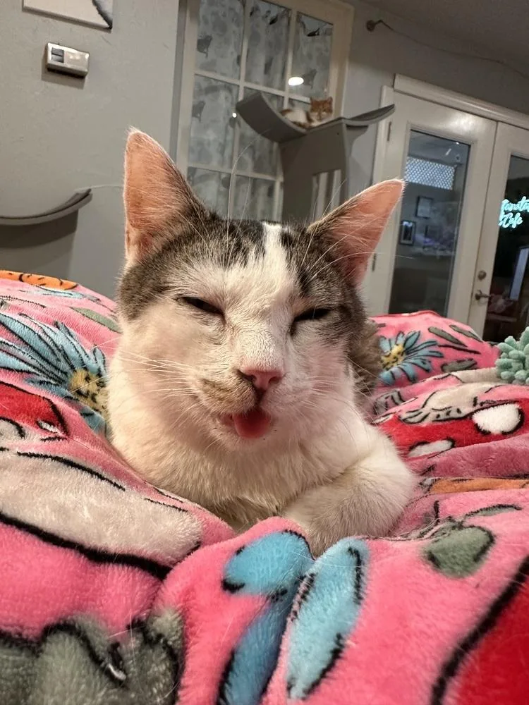 A young medium-sized male Black & White / Tuxedo Domestic Short Hair cat named Chopstick for adoption in Greensburg, PA