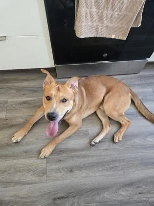 An adult large-sized male Yellow / Tan / Blond / Fawn Mixed Breed dog named Milo for adoption in Kansas City, MO