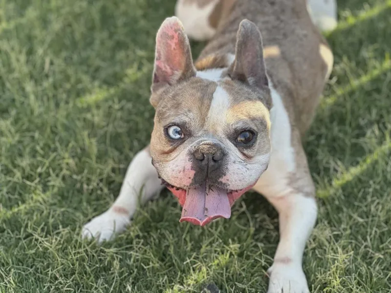 An adult medium-sized male French Bulldog dog named Louie $ for adoption in Milwaukee, WI