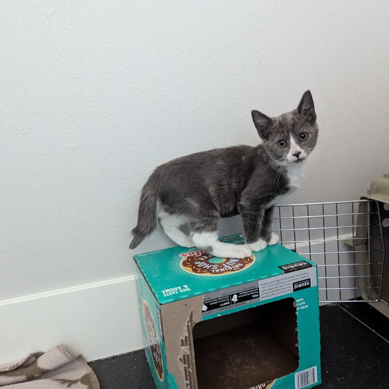 A baby medium-sized female Gray & White Domestic Short Hair cat named Mrs. Fezziwig for adoption in West Richland, WA
