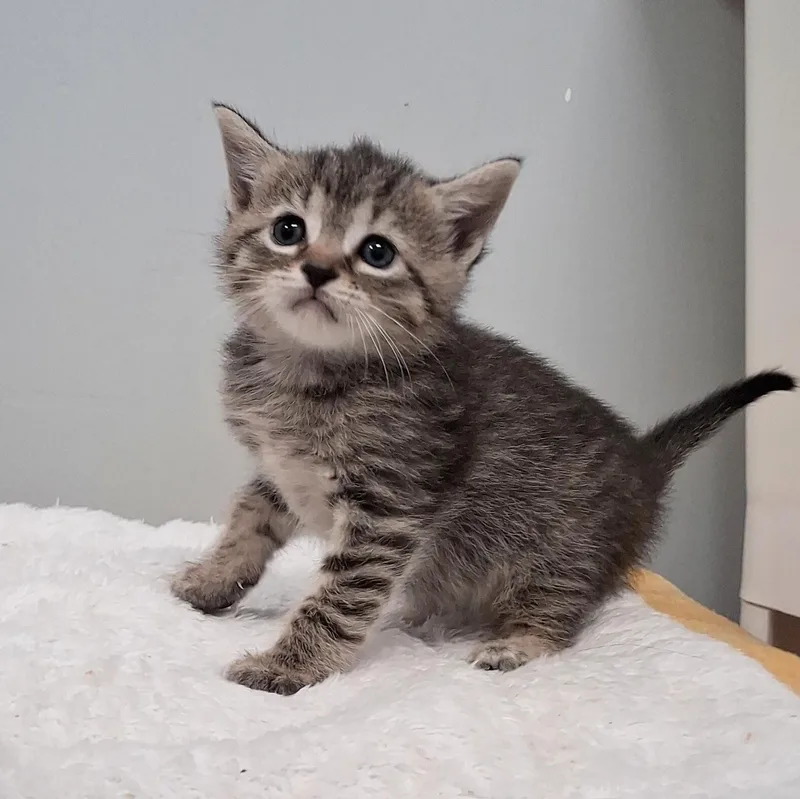 A baby medium-sized female Tabby (Gray / Blue / Silver) Domestic Short Hair cat named Piper for adoption in Charleston, SC