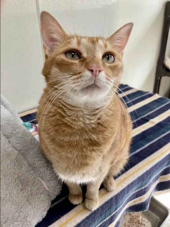A senior medium-sized male Orange / Red Domestic Short Hair cat named Tigger for adoption in Arlington, WA