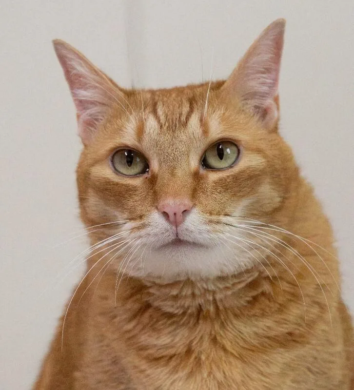 Tigger thumbnail 3