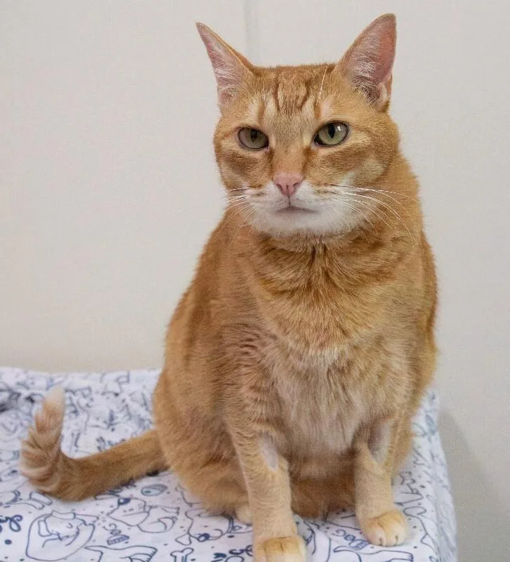 Tigger thumbnail 4