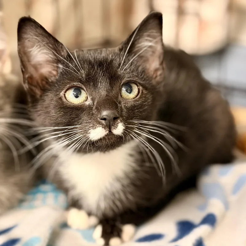 A baby medium-sized female Black & White / Tuxedo Domestic Short Hair cat named Fiesta for adoption in Jackson, NJ