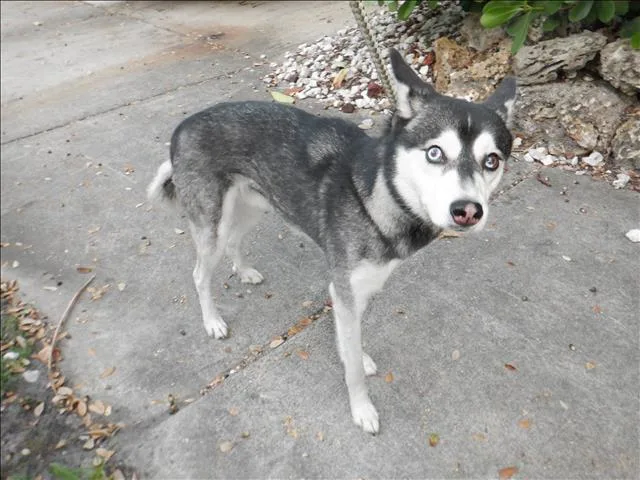 An adult medium-sized male Klee Kai dog named Jax for adoption in Miami, FL