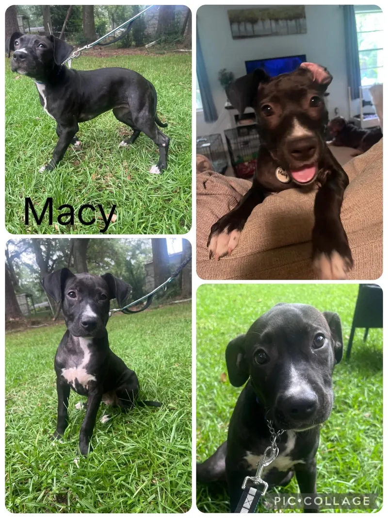 Macy