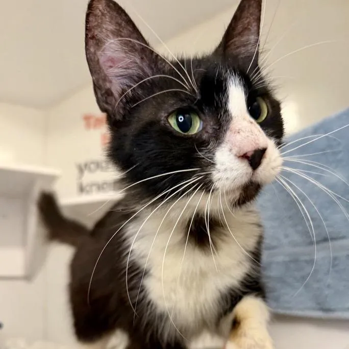 An adult medium-sized female Domestic Short Hair cat named Rigby for adoption in Los Angeles, CA
